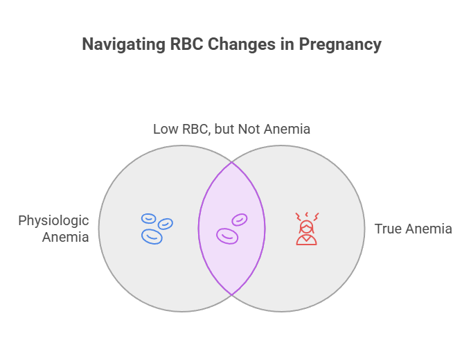 Venn diagram illustrating RBC changes in pregnancy, showing physiologic anemia and true anemia categories.