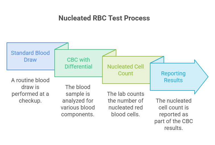 Infographic illustrating the Nucleated RBC test process with steps: blood draw, CBC analysis, nucleated cell count, and reporting results.