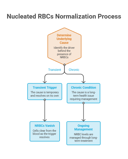 Flowchart illustrating the Nucleated RBCs normalization process with causes and management strategies. Infographic.