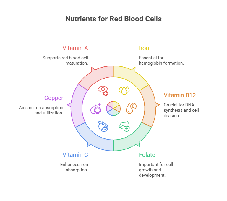 Infographic showing nutrients for red blood cells including Vitamin A, Iron, Copper, Vitamin B12, Vitamin C, and Folate with descriptions.