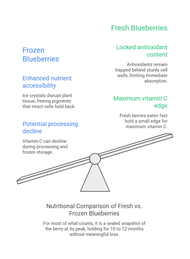 Infographic comparing fresh and frozen blueberries, highlighting nutrient accessibility and vitamin C content.