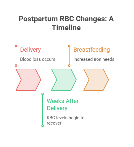 Infographic showing postpartum RBC changes timeline with delivery, breastfeeding, and recovery stages.