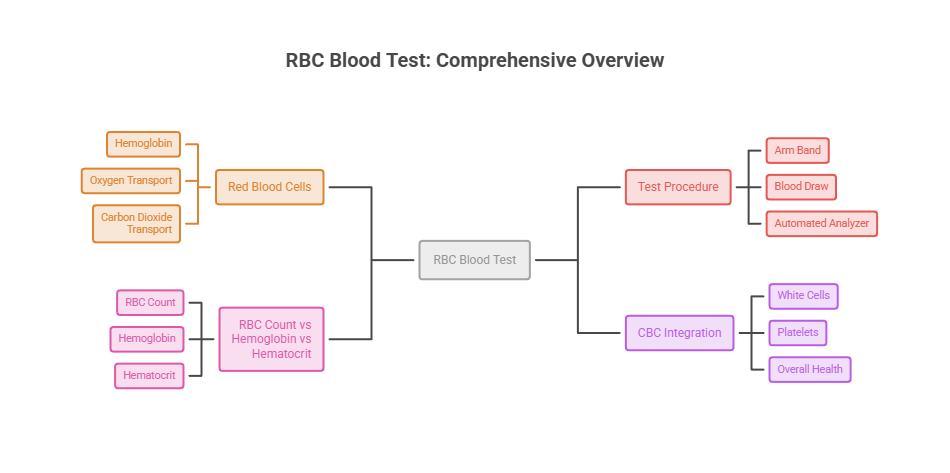 Overview of RBC blood test components including hemoglobin, red blood cells, and test procedures.