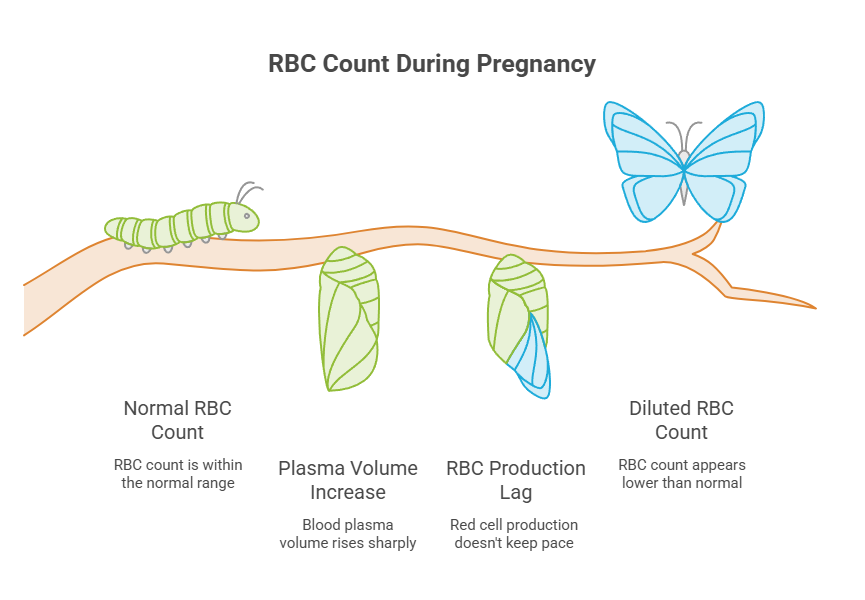 Infographic illustrating RBC count during pregnancy with a caterpillar, chrysalises, and a butterfly, showing normal and diluted counts.