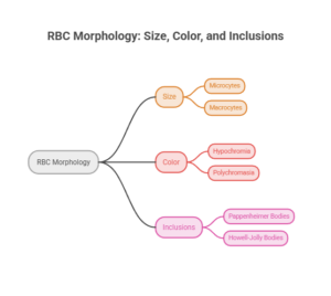 RBC Morphology: Normal vs Abnormal Red Blood Cell Shapes - HealthcareOnTime