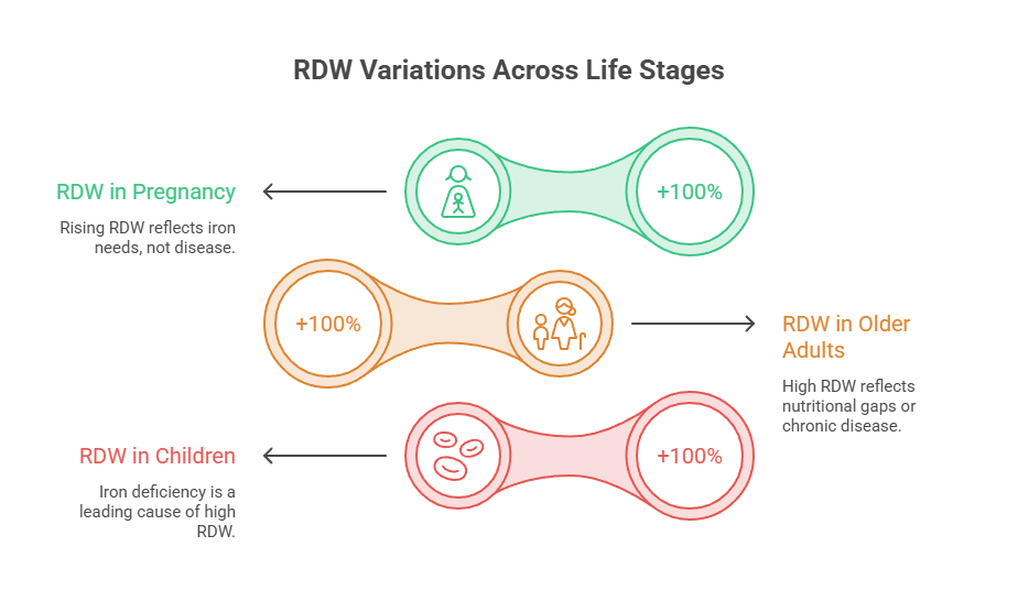 Infographic showing RDW variations across life stages with icons for pregnancy, children, and older adults.