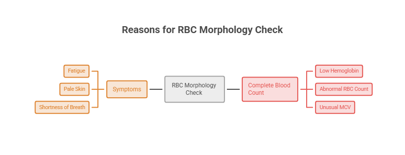 Infographic showing reasons for RBC morphology check with symptoms and blood count results.