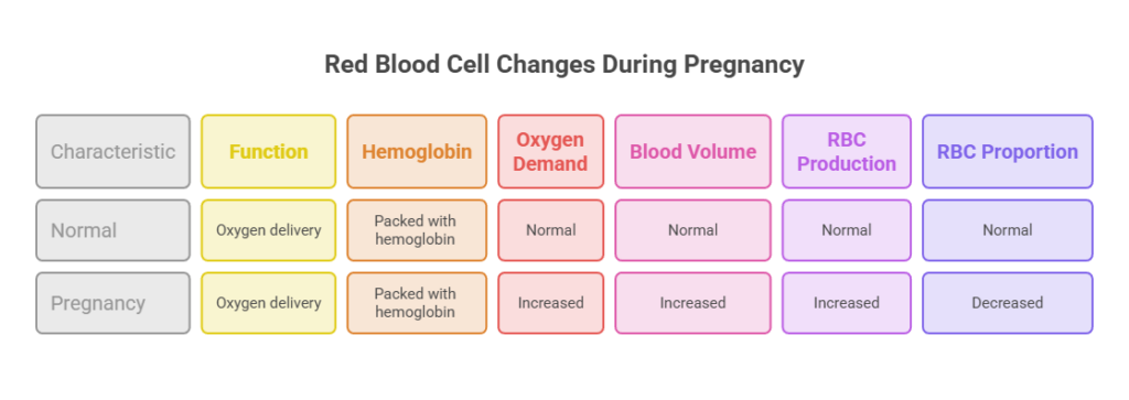 Infographic showing red blood cell changes during pregnancy, detailing function, hemoglobin, oxygen demand, blood volume, RBC production, and RBC proportion.