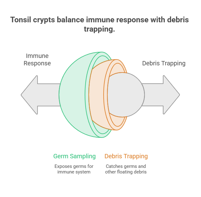 Infographic showing tonsil crypts balancing immune response and debris trapping with labeled sections and arrows.