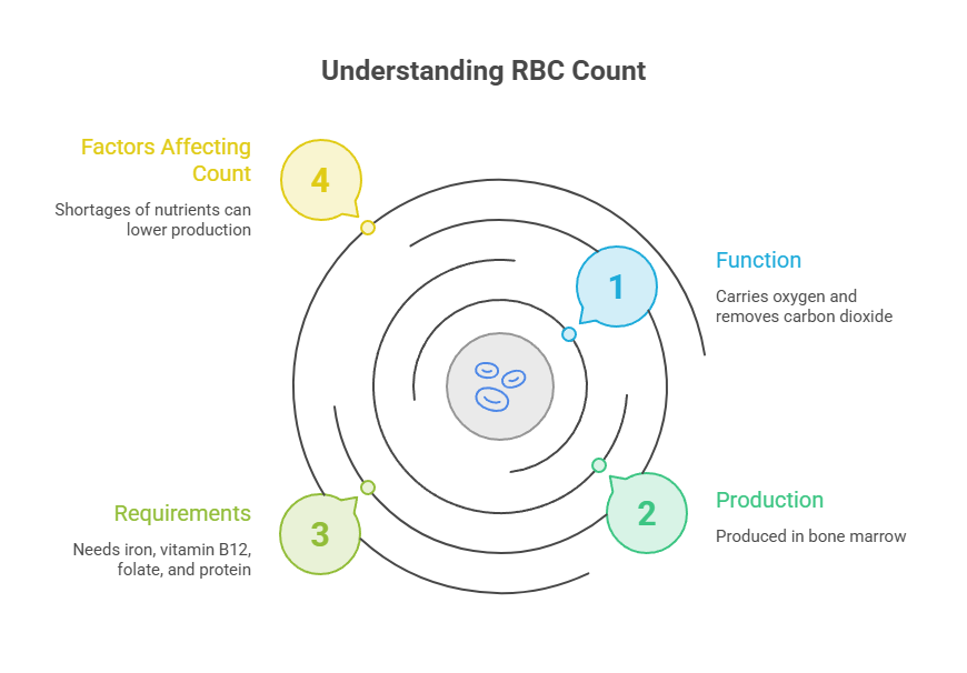 Infographic explaining RBC count with factors, function, requirements, and production details.