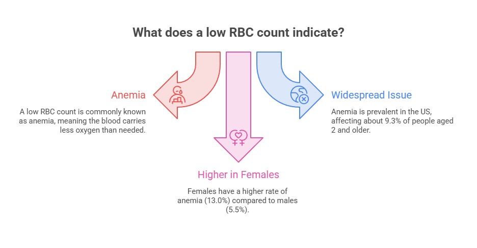 Infographic explaining low RBC count, highlighting anemia, prevalence, and gender differences in rates.