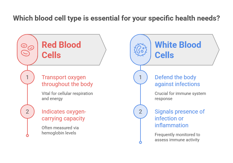Infographic comparing red and white blood cells, detailing their functions and importance for health.