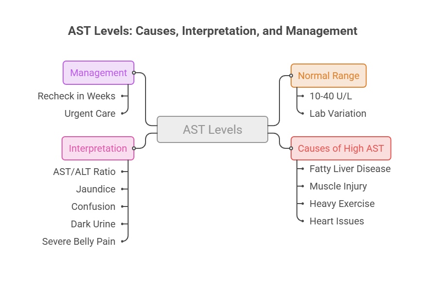 Infographic showing AST levels with sections on management, interpretation, normal range, and causes of high AST.