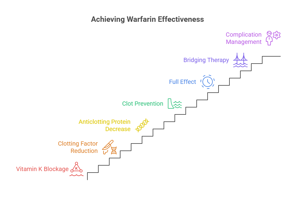 Infographic illustrating steps to achieve warfarin effectiveness with labeled icons and colorful text elements.
