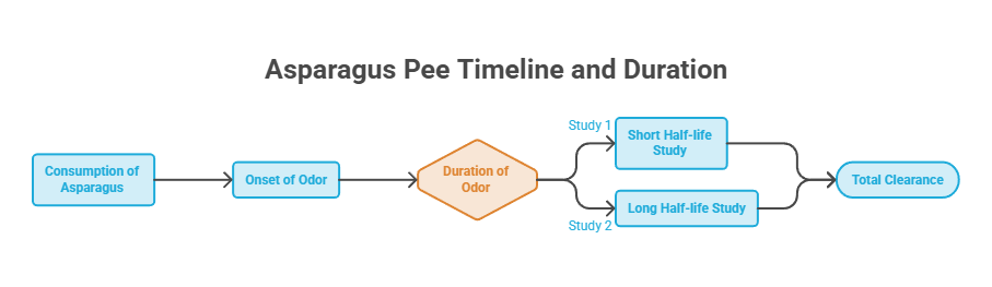 Infographic showing asparagus pee timeline with consumption, onset of odor, duration, and studies on clearance.