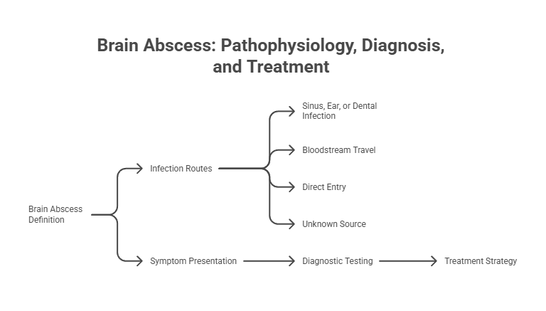 Infographic showing brain abscess pathophysiology, diagnosis, and treatment with flowchart elements and definitions.