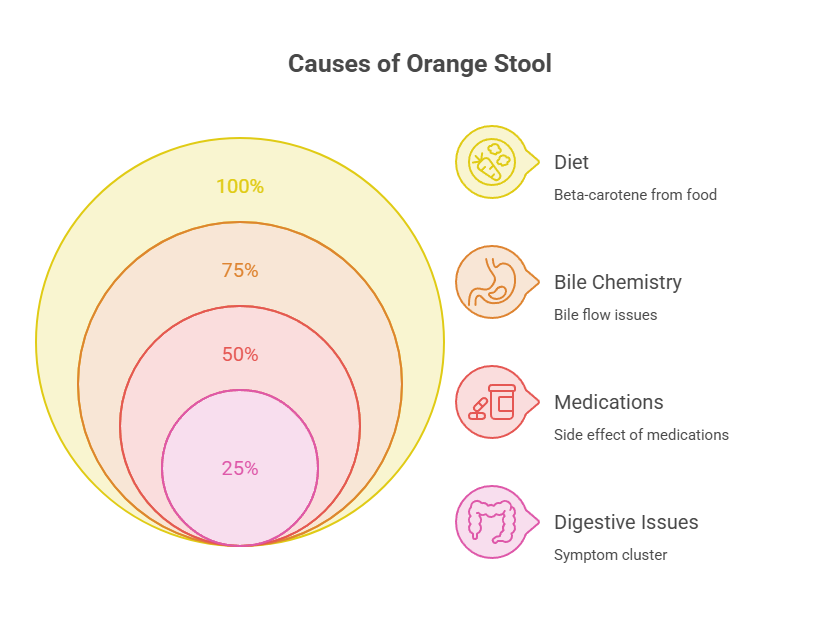 Infographic showing causes of orange stool with circles indicating percentages and icons for diet, bile chemistry, medications, and digestive issues.