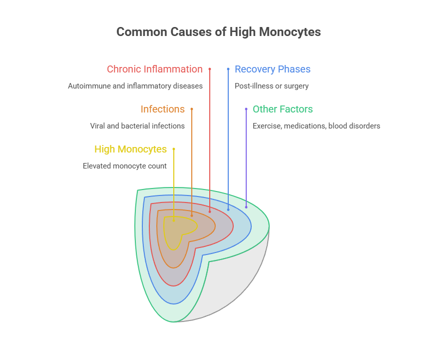 Infographic showing common causes of high monocytes with labeled sections for chronic inflammation, infections, recovery phases, and other factors.