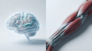 A stylized brain and muscle fibers connected by a glowing line on a light background.