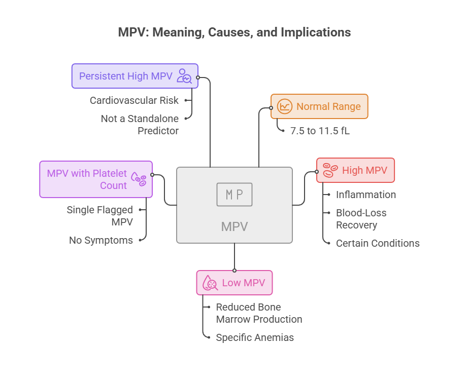 Infographic explaining MPV, including causes and implications, with color-coded sections for high, normal, and low MPV.