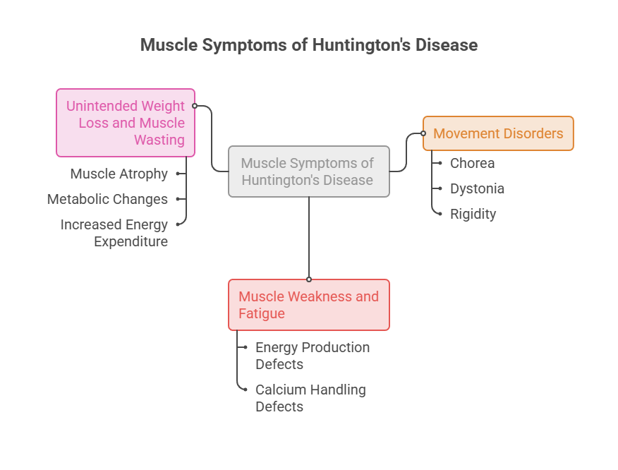 Infographic showing muscle symptoms of Huntington's disease, including weight loss, muscle wasting, and movement disorders.