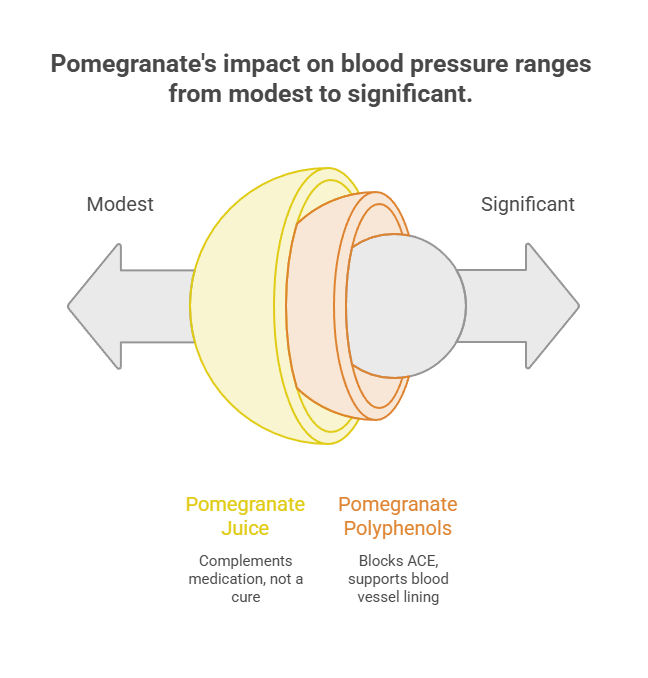 Infographic showing pomegranate's impact on blood pressure, from modest to significant, with juice and polyphenols details.