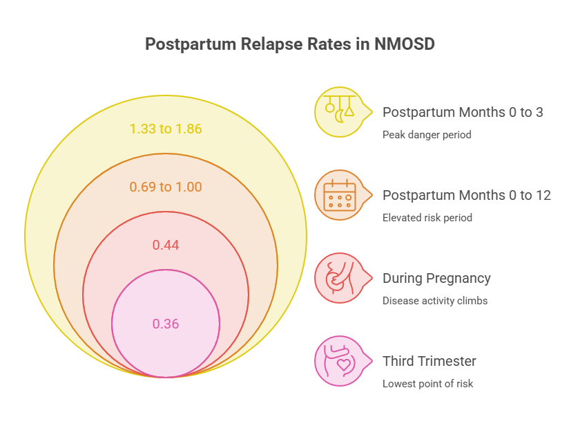 Infographic showing postpartum relapse rates in NMOSD with data points and risk periods illustrated in circles.