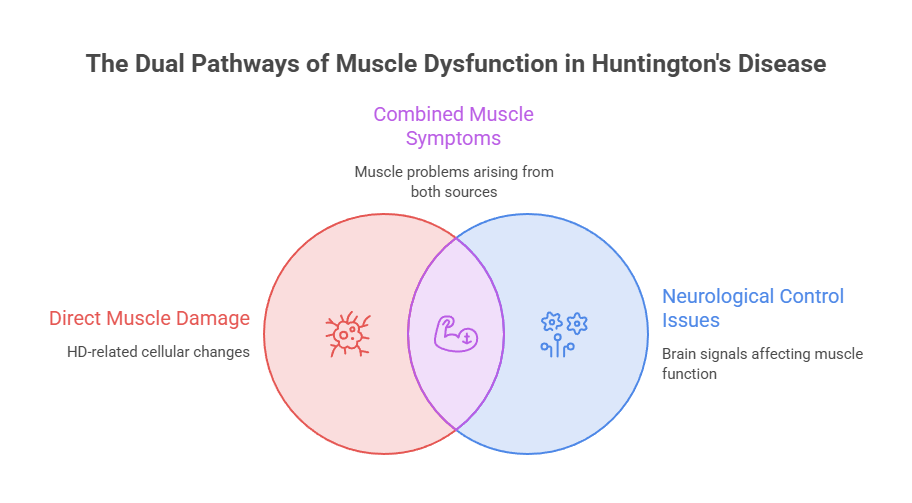 Venn diagram showing dual pathways of muscle dysfunction in Huntington's disease with labels and descriptions.