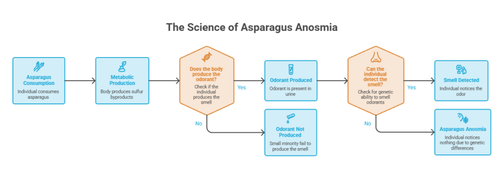 Flowchart illustrating the science of asparagus anosmia, detailing consumption, metabolic production, and odor detection.
