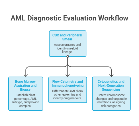 AML diagnostic evaluation workflow showing steps and key assessments for diagnosis and treatment options. Infographic.