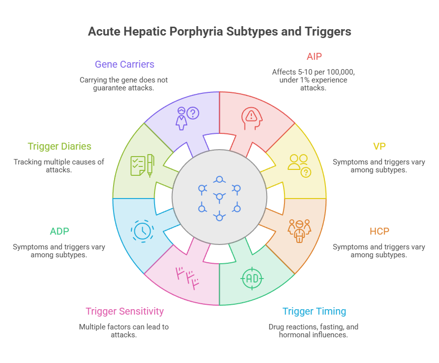 Infographic detailing Acute Hepatic Porphyria subtypes and triggers with labeled sections and icons.