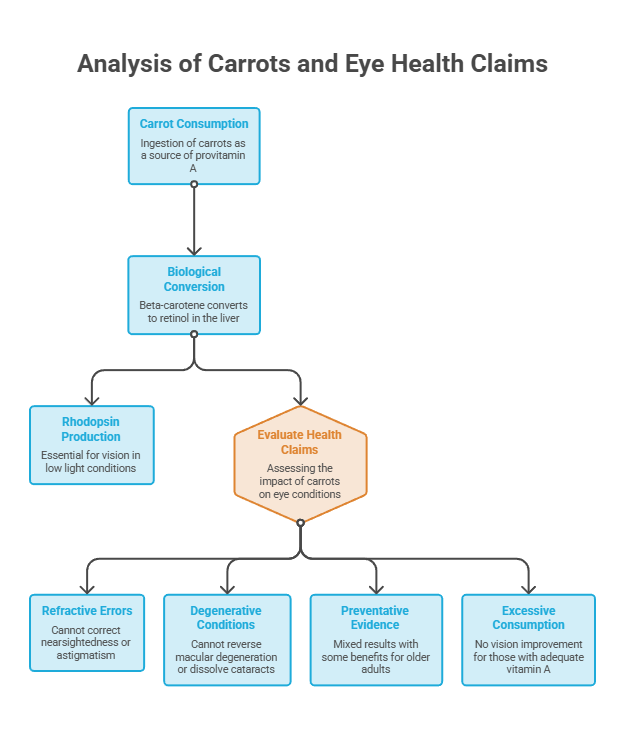 Flowchart analyzing carrots' impact on eye health, detailing consumption, biological conversion, and health claims. Infographic.