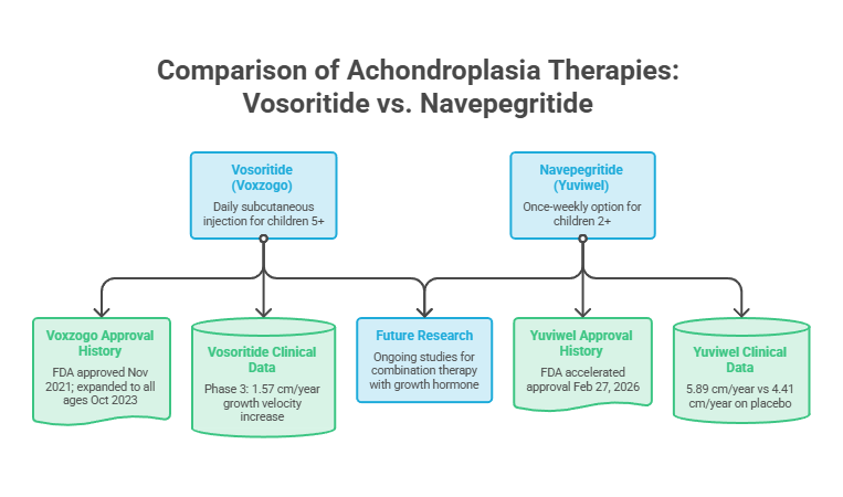 Comparison of Achondroplasia therapies Vosoritide and Navepegtride with approval history and clinical data.