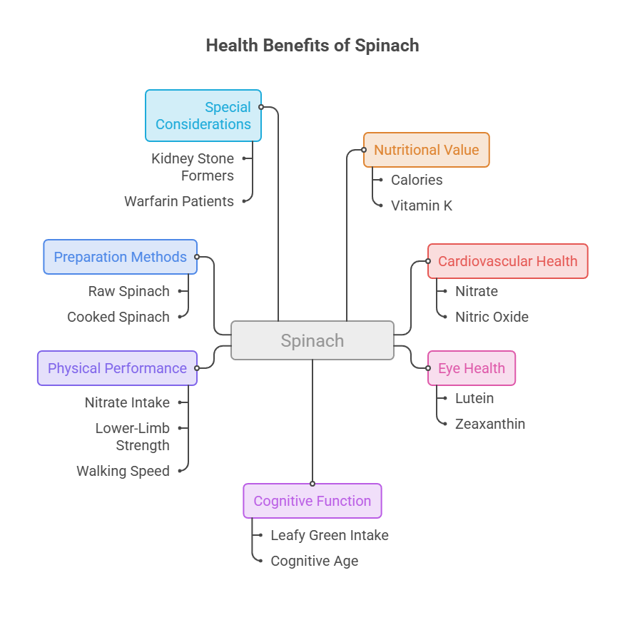Infographic showing health benefits of spinach, including nutritional value, preparation methods, and special considerations.