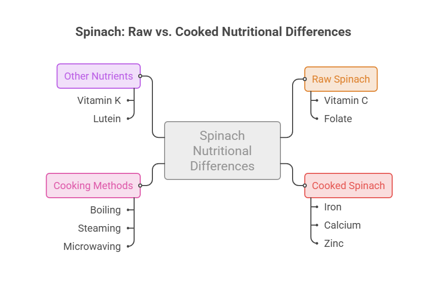 Infographic comparing nutritional differences between raw and cooked spinach, highlighting vitamins and minerals.