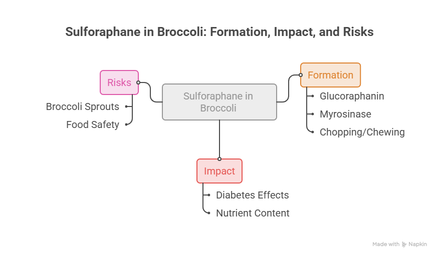 Infographic showing sulforaphane in broccoli with sections on formation, impact, and risks including food safety.