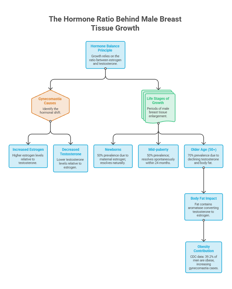 Infographic showing hormone ratio effects on male breast tissue growth, including causes and life stages of gynecomastia.