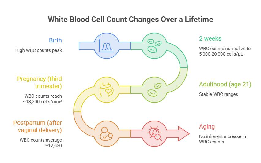 Infographic showing white blood cell count changes at birth, 2 weeks, adulthood, pregnancy, postpartum, and aging.