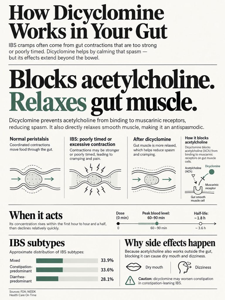 Infographic explaining how dicyclomine works in the gut, detailing its effects on acetylcholine and muscle relaxation.