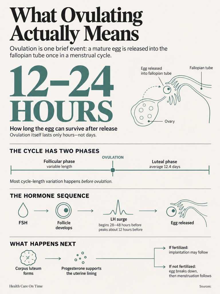 Infographic explaining ovulation, showing phases, hormone sequence, and egg survival time of 12-24 hours.